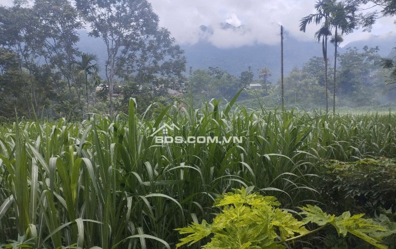 NGÂN HÀNG PHÁT MẠI 1315M ĐẤT TẠI THÔN TRÉ, XÃ BÁ THƯỚC, TỈNH THANH HÓA.